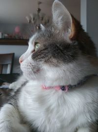 Close-up portrait of cat at home