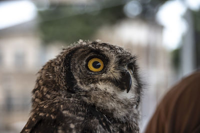 Close-up portrait of owl