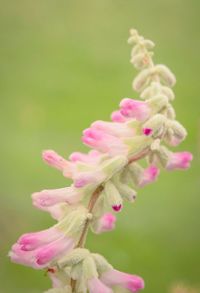 Close-up of pink flower