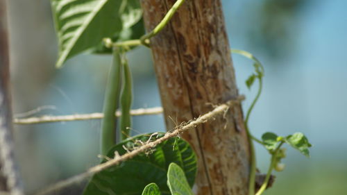 Close-up of fresh green plant