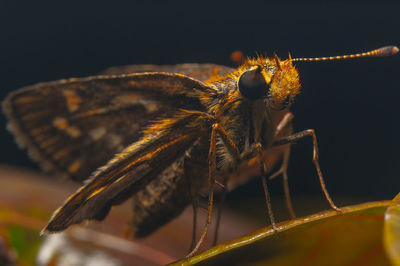 Close-up of butterfly on plant