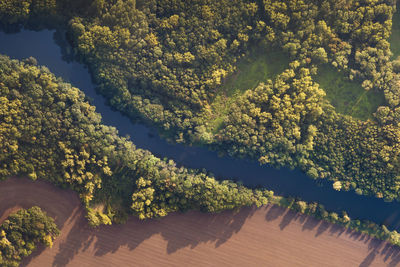 High angle view of trees by plants