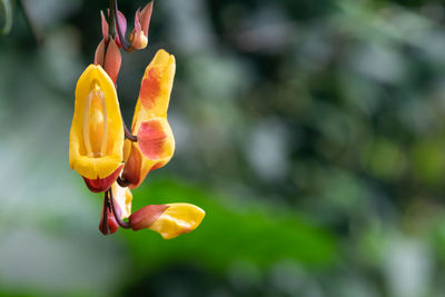 Close up of a mysore trumpetvine flower in bloom