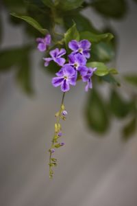 Close-up of purple flowering plant