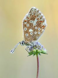 Close-up of wet butterfly pollinating on flower