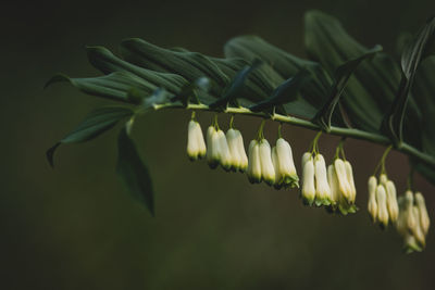 Close-up of white flower hanging on plant