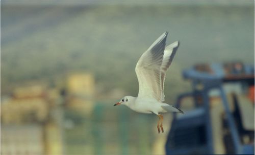 Seagull flying