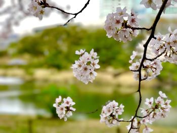 Close-up of fresh white flowers blooming on tree