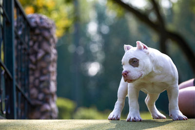 Close-up of a dog looking away