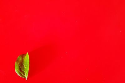 High angle view of strawberry over red background