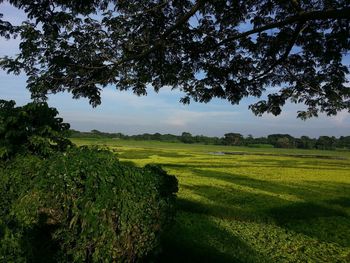 Scenic view of grassy field against sky