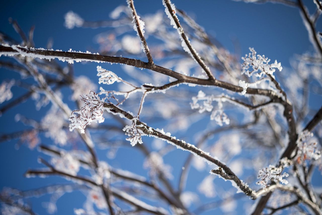 branch, growth, nature, low angle view, flower, tree, beauty in nature, focus on foreground, close-up, twig, sky, freshness, white color, fragility, bare tree, winter, cold temperature, season, tranquility, outdoors