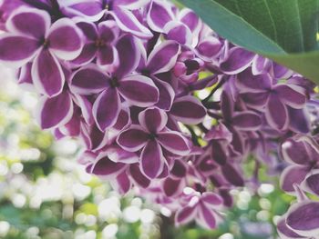 Close-up of purple flowering plants