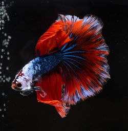 Siamese fighting, thai betta fish with beautiful  ready to fight in the black background isolate,