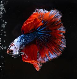 Close-up of orange fish swimming in sea