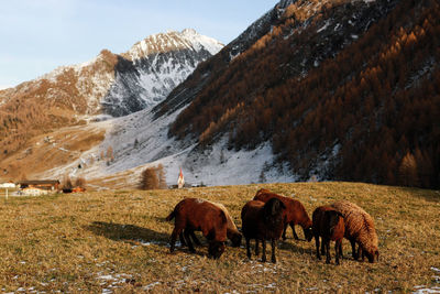 Goats grazing on field during winter