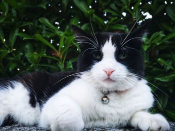 Close-up portrait of cat lying against plants