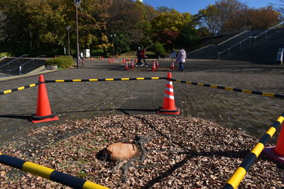 Traffic cones on road by trees
