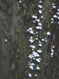 Close-up of snow on tree trunk