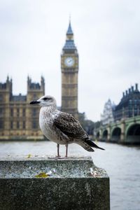 Side view of seagull perching on retaining wall against big ben