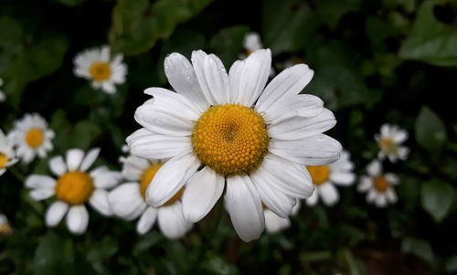 Close-up of white daisy flowers