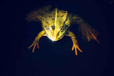 Frog in water