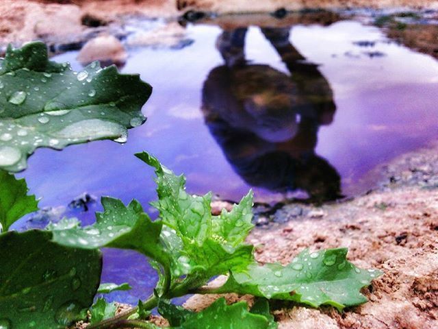 water, animals in the wild, animal themes, wildlife, swimming, leaf, high angle view, one animal, nature, green color, lake, close-up, day, plant, pond, full length, beauty in nature, outdoors, floating on water, focus on foreground