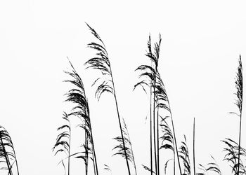 Low angle view of trees against clear sky