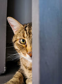Close-up portrait of a cat