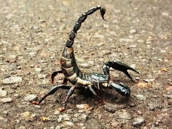 Close-up of scorpion on ground