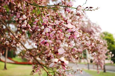 Close-up of pink cherry blossoms in spring