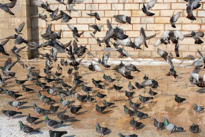 Close-up of birds