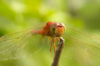 Close-up of damselfly on leaf