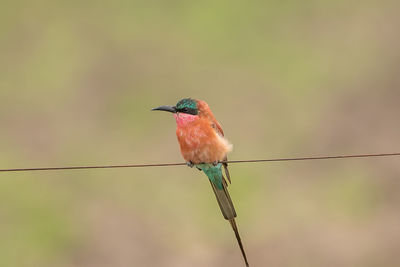 Close-up of bird perching on twig