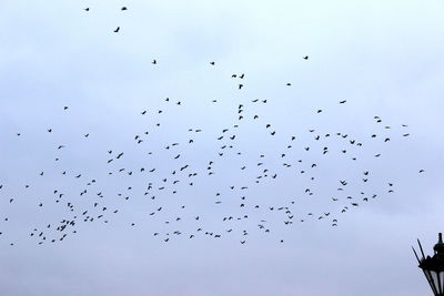 Low angle view of birds flying in sky