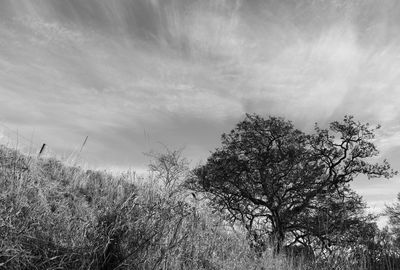 Close-up of tree against sky