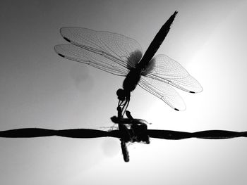 Low angle view of dragonfly on plant against sky