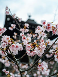 flowering plant