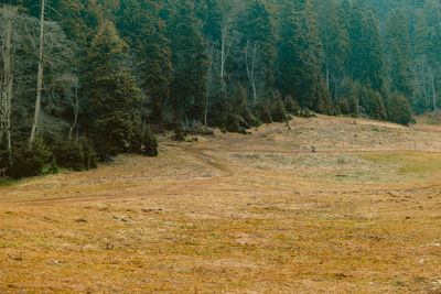 Panoramic view of trees in forest