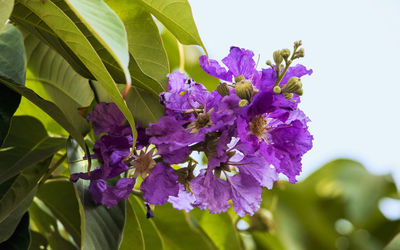 Close-up of purple flowering plant