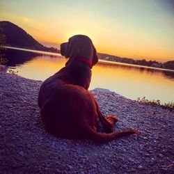 Rear view of dog sitting on beach against sky during sunset