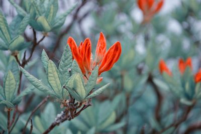 Close-up of orange flowering plant