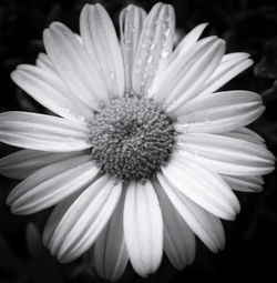 Close-up of white flower blooming outdoors