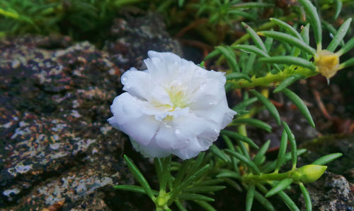 Close-up of white flower blooming outdoors