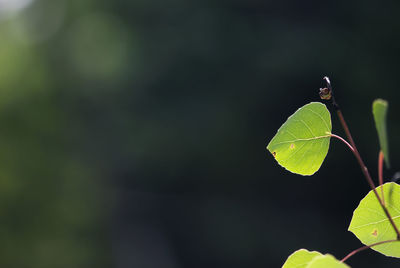 Close-up of plant during sunny day