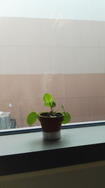 Close-up of potted plant on table