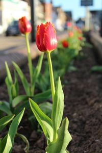 Close-up of red tulips