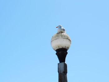 Low angle view of seagull perching on pole against clear blue sky