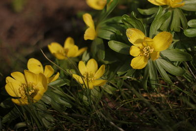 Close-up of yellow flower