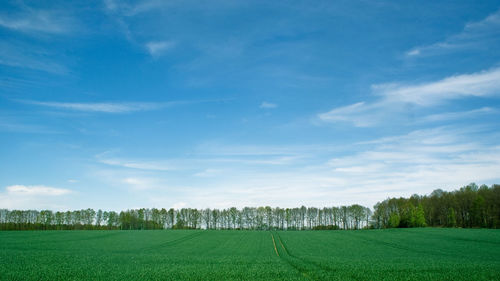 Scenic view of agricultural field against sky